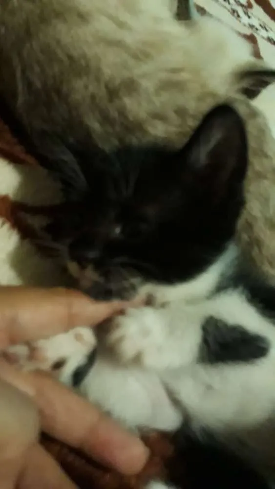 Gato ra a Frajola idade Abaixo de 2 meses nome Flor