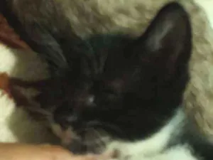 Gato raça Frajola idade Abaixo de 2 meses nome Flor