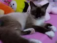 Pipoca