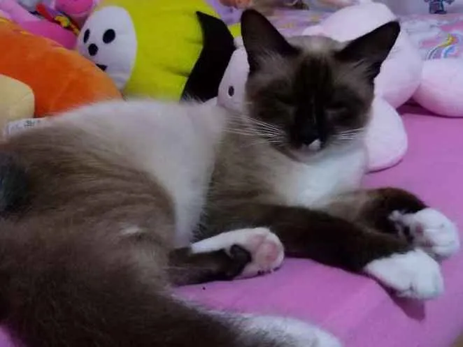 Gato ra a Siamês  idade 2 anos nome Pipoca