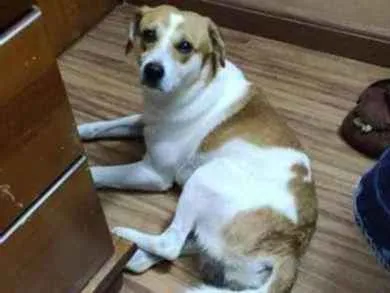 Cachorro ra a srd idade 1 ano nome Tricolor
