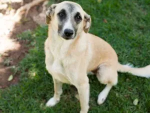 Cachorro raça SRD idade 1 ano nome Clarinha