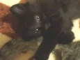 Pantera 