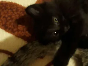 Gato raça Indefinida  idade  nome Pantera 