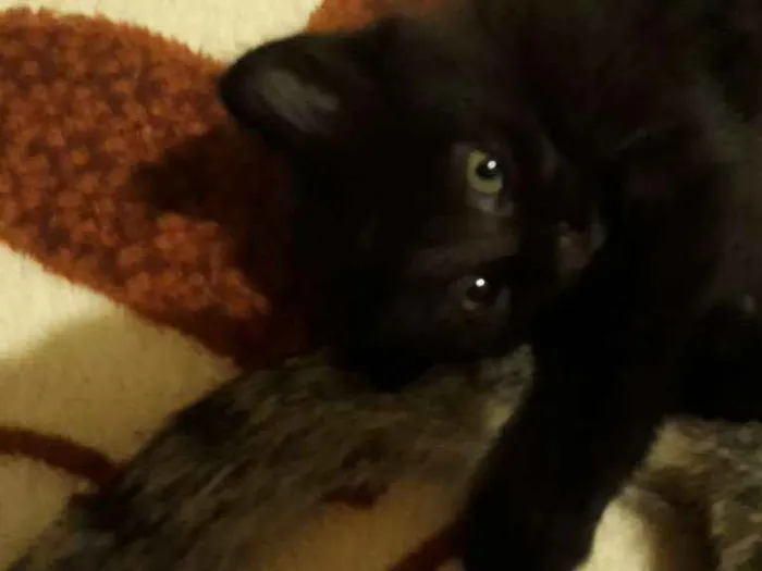 Gato ra a Indefinida  idade  nome Pantera 