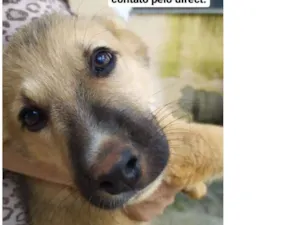 Cachorro raça Vira-lata idade 2 a 6 meses nome Sem nome