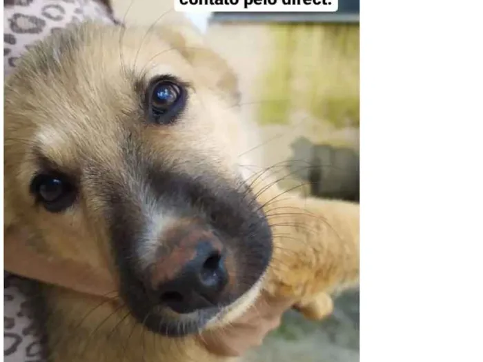 Cachorro ra a Vira-lata idade 2 a 6 meses nome Sem nome