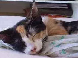 Gato raça desconhecida idade 7 a 11 meses nome estampada