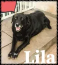 Lila