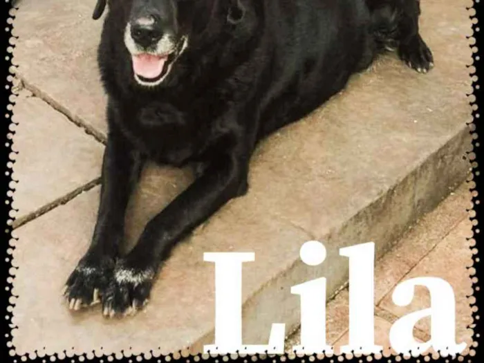 Cachorro ra a Labrador idade 6 ou mais anos nome Lila