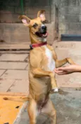 Bela