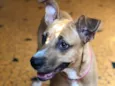 Bela