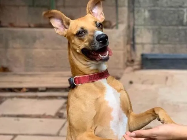 Cachorro ra a SRD idade 2 anos nome Bela