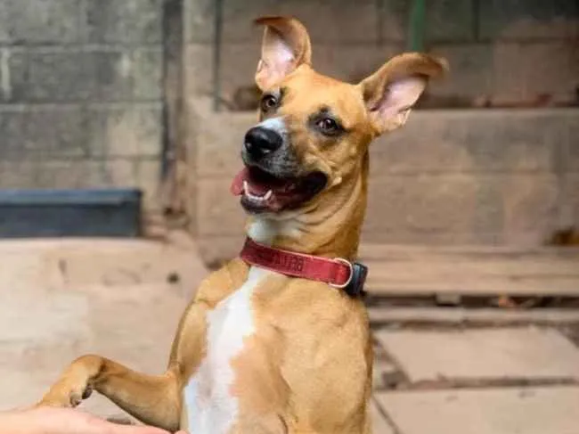 Cachorro ra a SRD idade 2 anos nome Bela