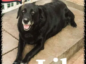 Cachorro raça Labrador idade 6 ou mais anos nome Lila
