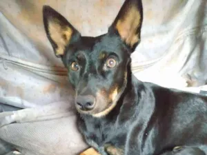 Cachorro raça SRD idade 2 anos nome Neguinha