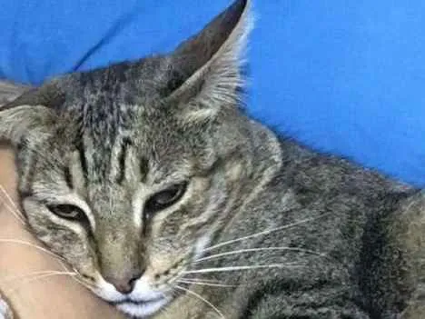 Gato ra a Srd idade 6 ou mais anos nome Mimi - gratifico