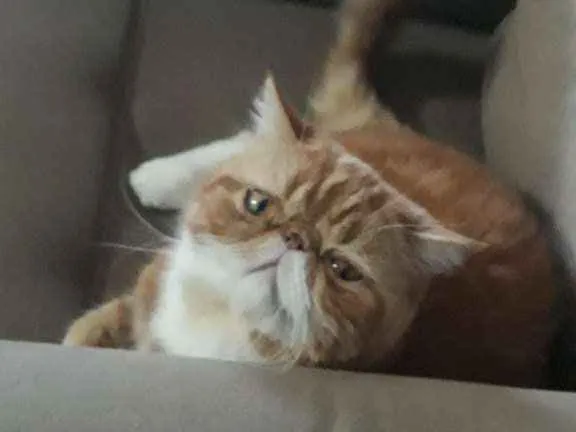 Gato ra a Persa exotico idade 2 anos nome Thor