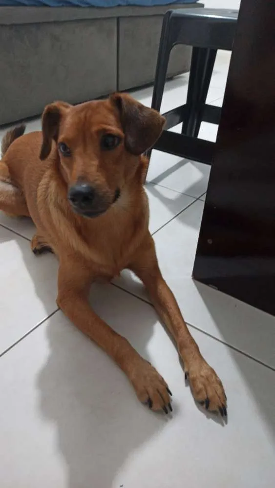 Cachorro ra a Vira Lata idade 3 anos nome Fofuxa