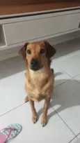 Fofuxa