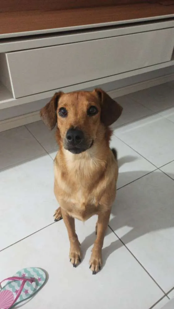 Cachorro ra a Vira Lata idade 3 anos nome Fofuxa