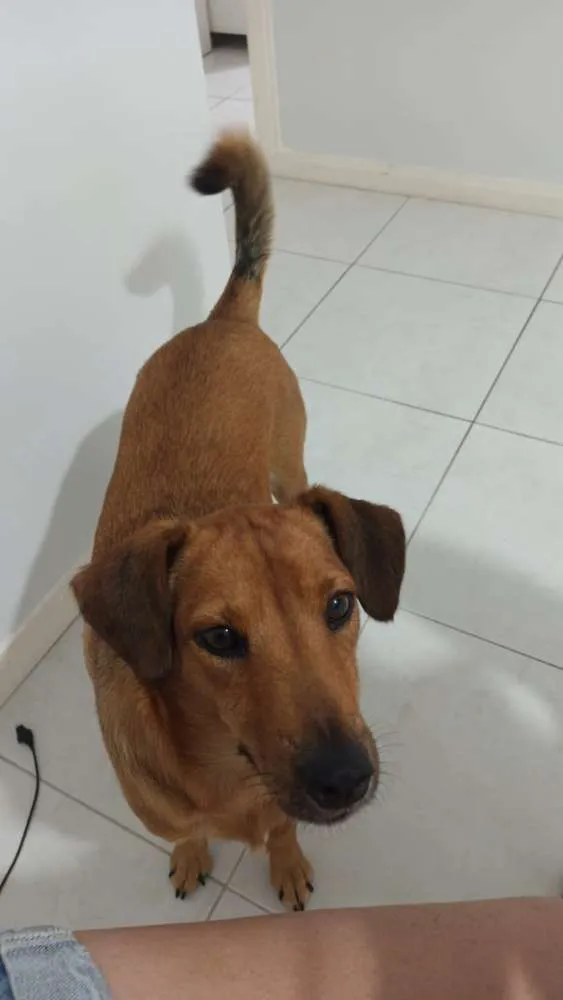 Cachorro ra a Vira Lata idade 3 anos nome Fofuxa