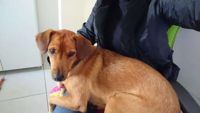 Cachorro ra a Vira Lata idade 3 anos nome Fofuxa