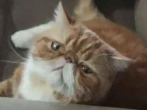 Gato raça Persa exotico idade 2 anos nome Thor