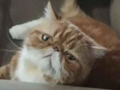 Gato ra a Persa exotico idade 2 anos nome Thor