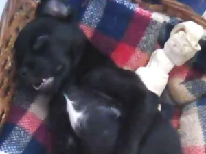 Cachorro raça Indefinida idade 2 a 6 meses nome Zeus