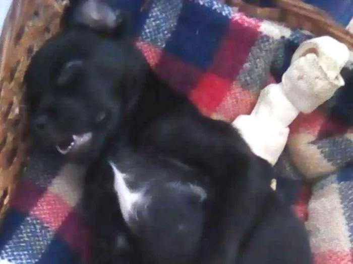 Cachorro ra a Indefinida idade 2 a 6 meses nome Zeus