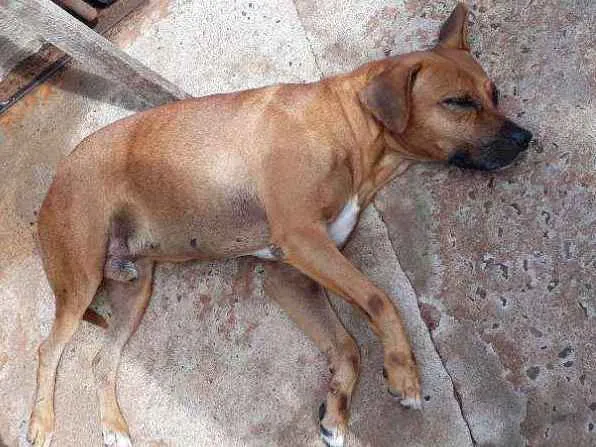 Cachorro ra a Vira lata idade 5 anos nome Luke