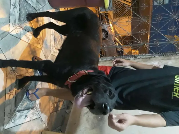 Cachorro ra a Labradora idade 5 anos nome Milly