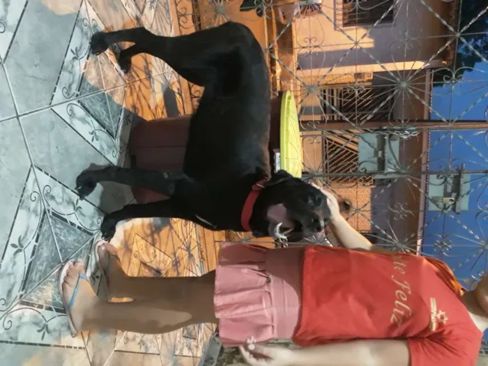 Cachorro ra a Labradora idade 5 anos nome Milly