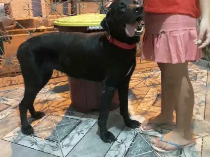 Cachorro ra a Labradora idade 5 anos nome Milly