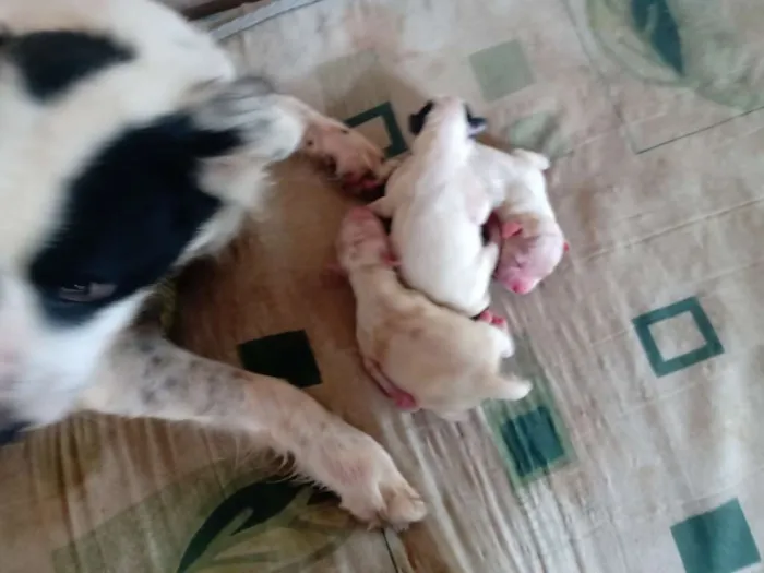 Cachorro raça Vira lata idade Abaixo de 2 meses nome SRD