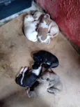 SRD