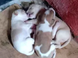 Cachorro raça Vira lata idade Abaixo de 2 meses nome SRD