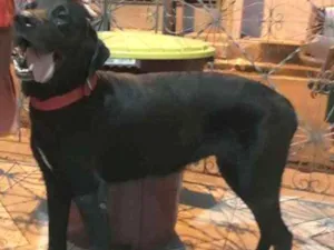 Cachorro raça Labradora idade 5 anos nome Milly