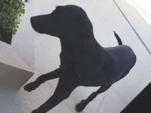 Cachorro raça SRD idade 7 a 11 meses nome Bob