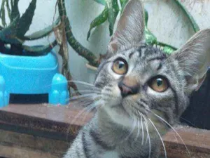 Gato raça Siamês c/ vira lata idade 2 a 6 meses nome Tom