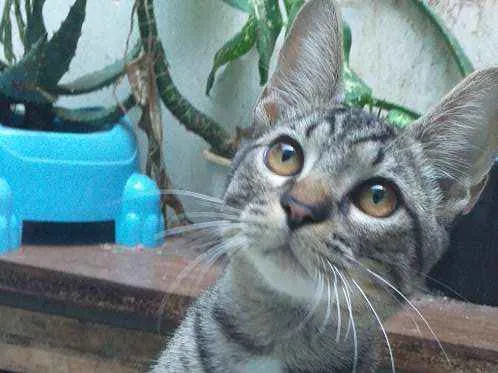 Gato ra a Siamês c/ vira lata idade 2 a 6 meses nome Tom