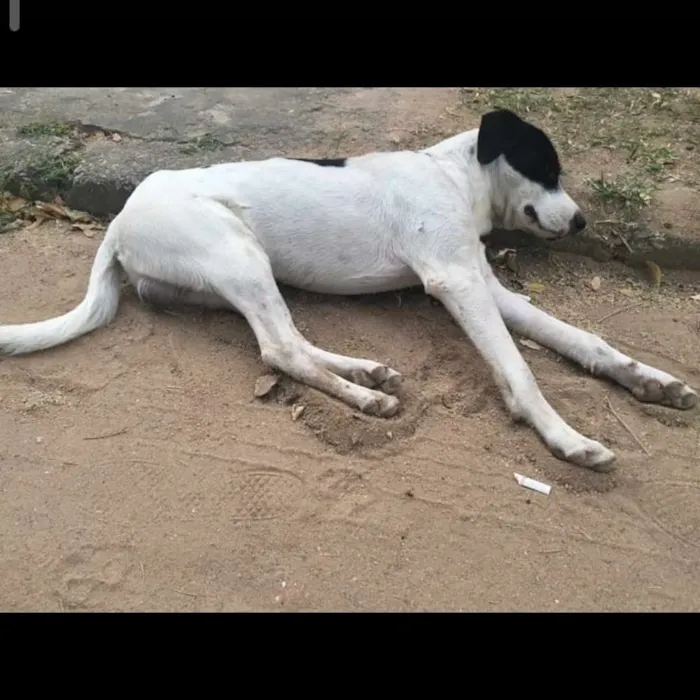 Cachorro ra a Sem Raça Definida idade 6 ou mais anos nome Sem nome