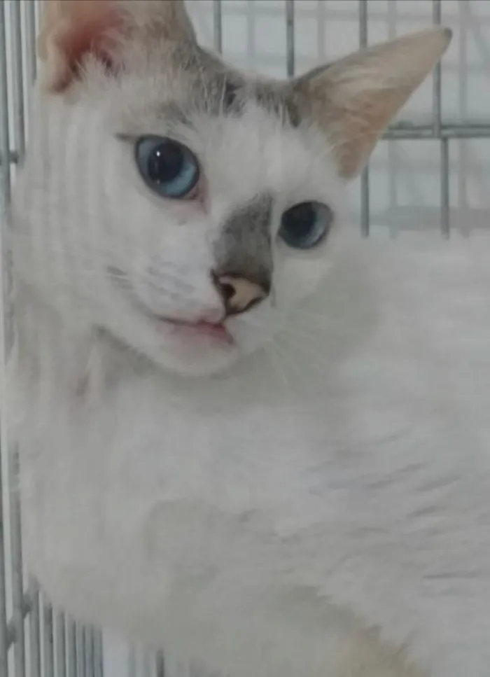 Gato ra a Srd idade 1 ano nome Catarina