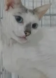 Catarina
