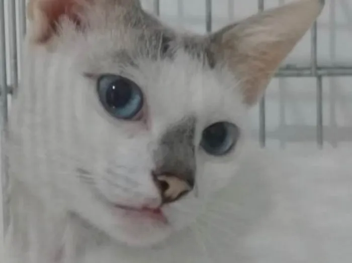Gato ra a Srd idade 1 ano nome Catarina