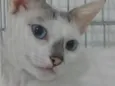 Catarina