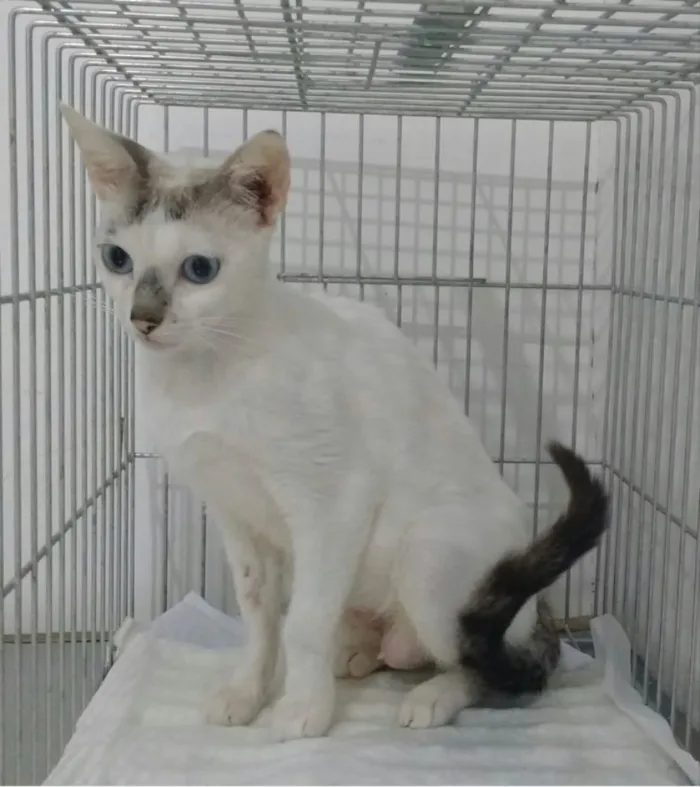 Gato ra a Srd idade 1 ano nome Catarina