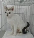 Catarina