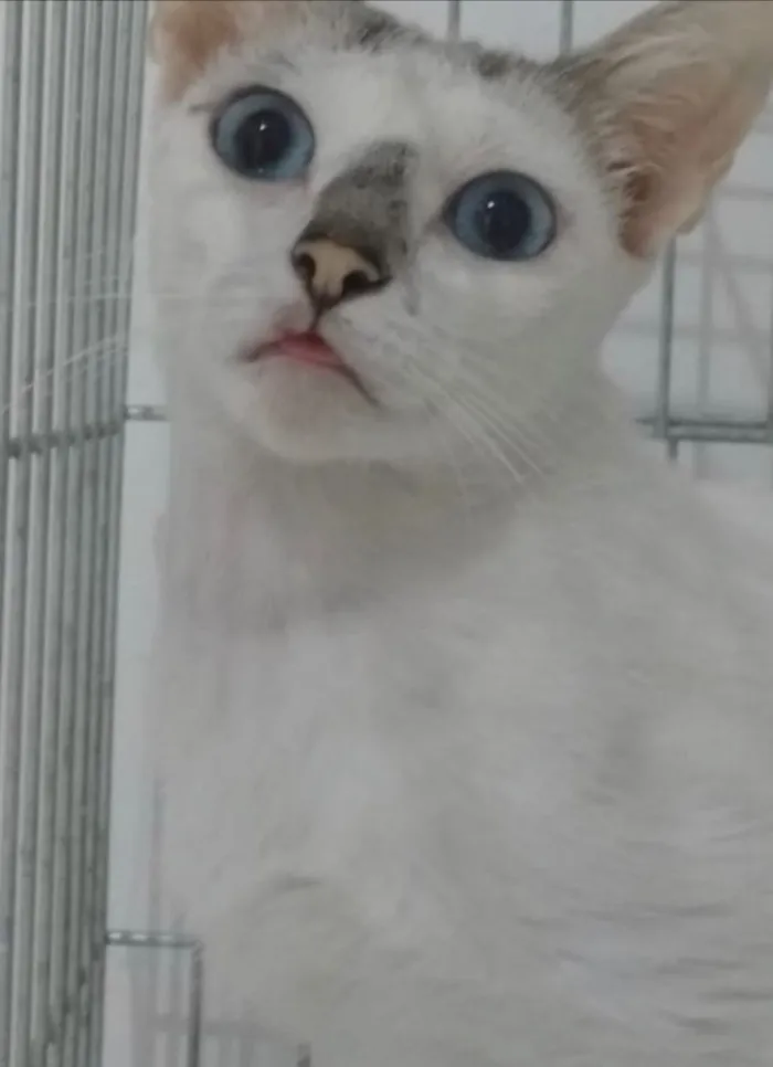 Gato ra a Srd idade 1 ano nome Catarina